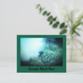 Carte postale Canada Black Bear (Debout devant)