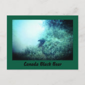 Carte postale Canada Black Bear (Devant)