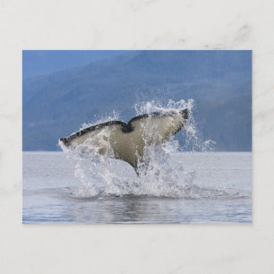 Carte Postale Canada, Colombie-Britannique, Île de Vancouver,