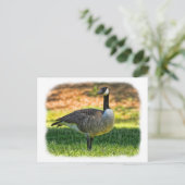 CARTE POSTALE CANADA GOOSE (Debout devant)