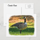 CARTE POSTALE CANADA GOOSE (Devant / Derrière)