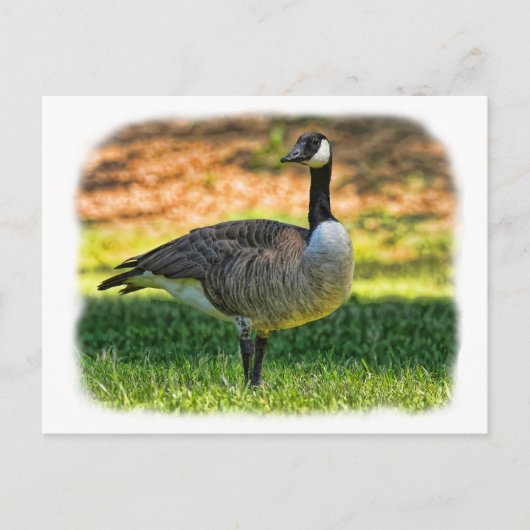 CARTE POSTALE CANADA GOOSE (Devant)