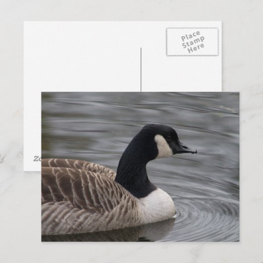 Carte postale Canada Goose (Devant / Derrière)