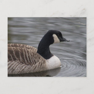 Carte postale Canada Goose