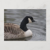 Carte postale Canada Goose (Devant)