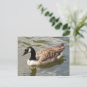 Carte postale Canada Goose (Debout devant)