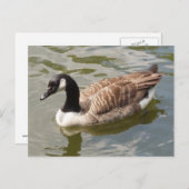 Carte postale Canada Goose (Devant / Derrière)