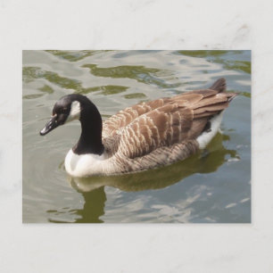 Carte postale Canada Goose