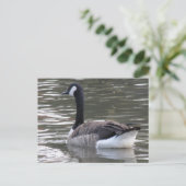 Carte postale Canada Goose (Debout devant)