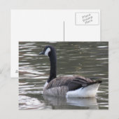 Carte postale Canada Goose (Devant / Derrière)