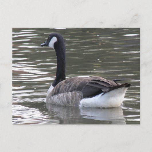 Carte postale Canada Goose (Devant)