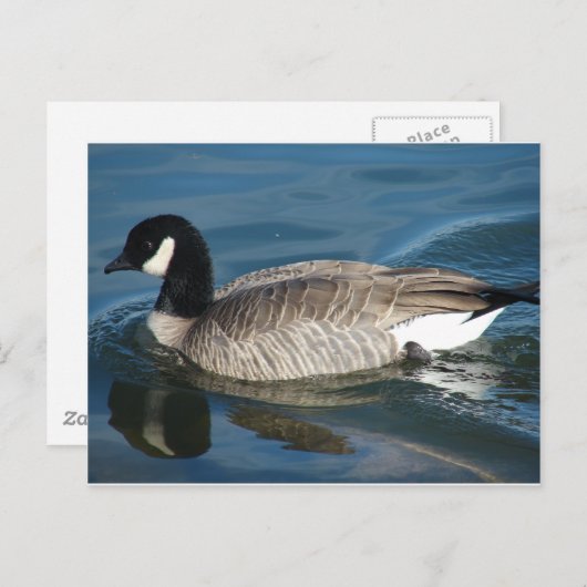 Carte Postale Canada Goose (Devant / Derrière)