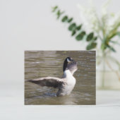 Carte Postale Canada Goose (Debout devant)