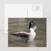 Carte Postale Canada Goose (Devant / Derrière)