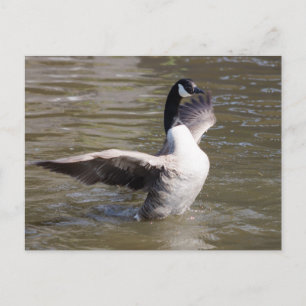 Carte Postale Canada Goose