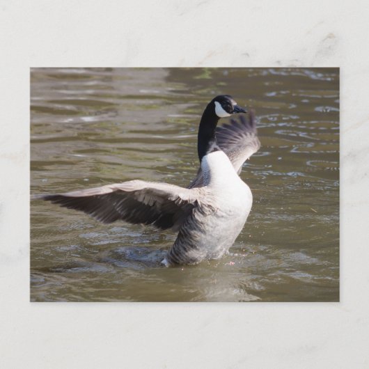 Carte Postale Canada Goose (Devant)