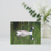 Carte Postale Canada Goose (Debout devant)