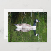 Carte Postale Canada Goose (Devant / Derrière)