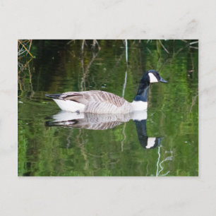 Carte Postale Canada Goose