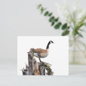 CARTE POSTALE CANADA GOOSE (Debout devant)