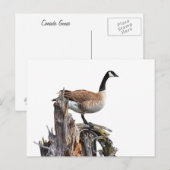 CARTE POSTALE CANADA GOOSE (Devant / Derrière)