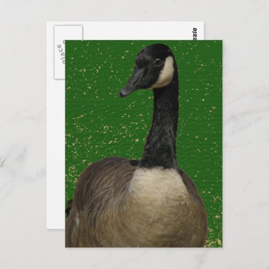 Carte Postale Canada Goose (Devant / Derrière)
