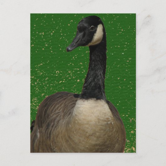 Carte Postale Canada Goose (Devant)