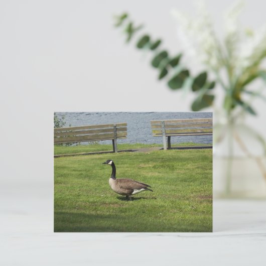 Carte Postale Canada Goose (Debout devant)