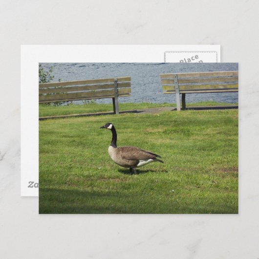 Carte Postale Canada Goose (Devant / Derrière)