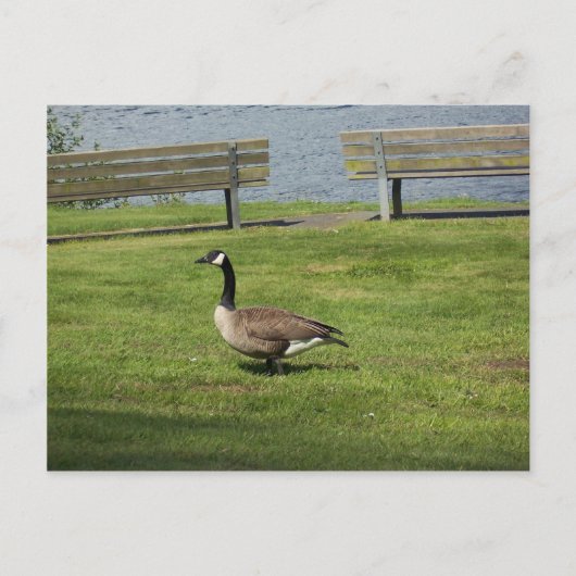 Carte Postale Canada Goose (Devant)