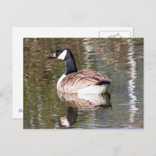 Carte Postale Canada Goose (Devant / Derrière)