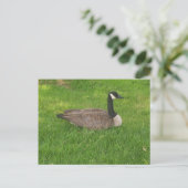 Carte postale Canada Goose (Debout devant)
