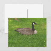 Carte postale Canada Goose (Devant / Derrière)
