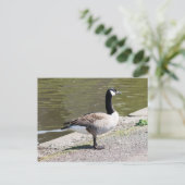 Carte Postale Canada Goose (Debout devant)