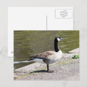 Carte Postale Canada Goose (Devant / Derrière)