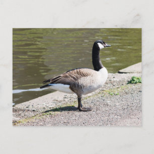 Carte Postale Canada Goose