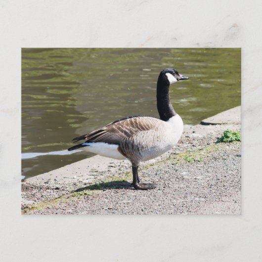 Carte Postale Canada Goose (Devant)
