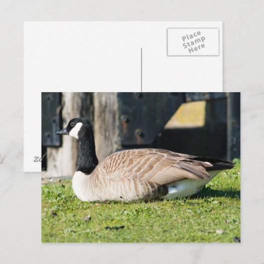 Carte Postale Canada Goose (Devant / Derrière)