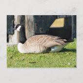 Carte Postale Canada Goose (Devant)