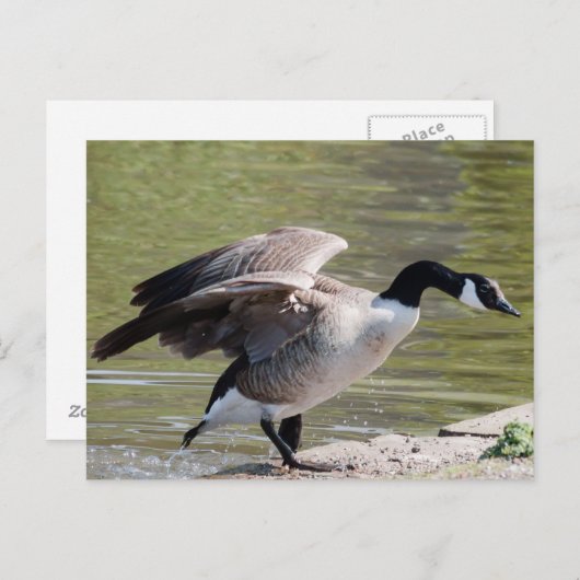 Carte Postale Canada Goose (Devant / Derrière)