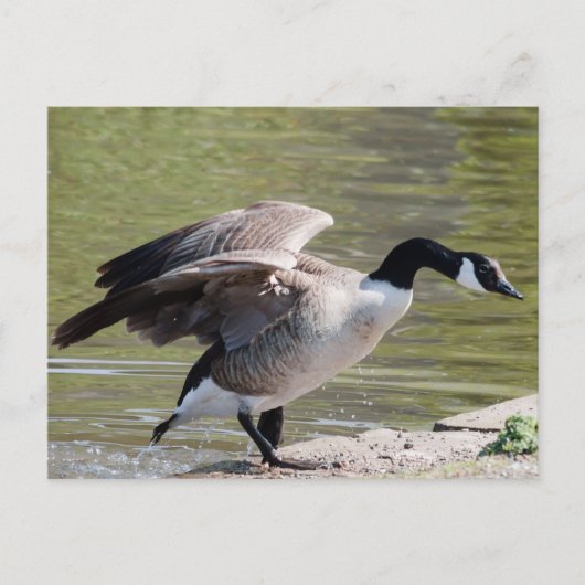 Carte Postale Canada Goose (Devant)