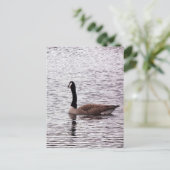 Carte postale Canada Goose (Debout devant)