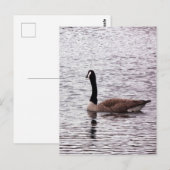 Carte postale Canada Goose (Devant / Derrière)