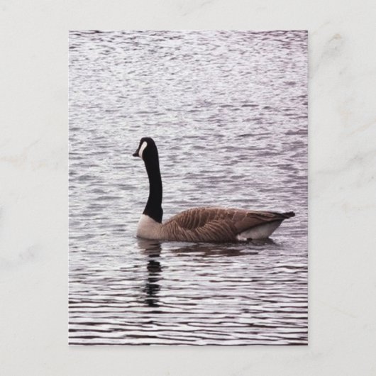 Carte postale Canada Goose (Devant)