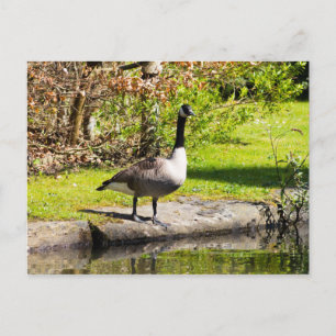 Carte Postale Canada Goose