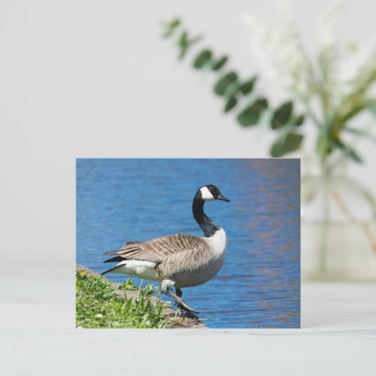 Carte Postale Canada Goose (Debout devant)