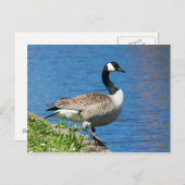 Carte Postale Canada Goose (Devant / Derrière)