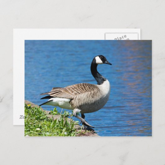 Carte Postale Canada Goose (Devant / Derrière)