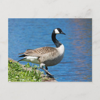 Carte Postale Canada Goose