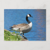 Carte Postale Canada Goose (Devant)